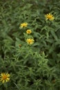 Yellow flowers of Inula salicina plant Royalty Free Stock Photo