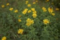 Yellow flowers of Inula salicina plant Royalty Free Stock Photo