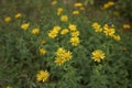 Yellow flowers of Inula salicina plant Royalty Free Stock Photo