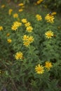 Yellow flowers of Inula salicina plant Royalty Free Stock Photo