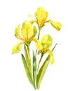 Yellow flowers, irises, watercolor illustration