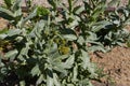 Isatis tinctoria close up Royalty Free Stock Photo