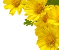 Yellow flowers isolated