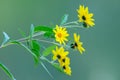 Yellow flowers isolated on a green background Royalty Free Stock Photo