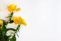 Yellow flowers isolated on white background. Flat lay. View from above. Copy space Royalty Free Stock Photo