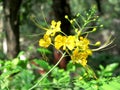 Yellow flowers