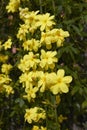 Jasminum mesnyi in bloom