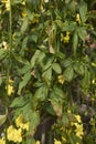 Jasminum mesnyi green foliage