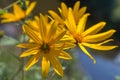 Yellow flowers of Jerusalem artichoke close-up. Latin name Helianthus tuberosus Royalty Free Stock Photo