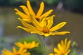 Yellow flowers of Jerusalem artichoke close-up. Latin name Helianthus tuberosus Royalty Free Stock Photo