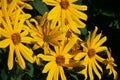 Yellow flowers of Jerusalem artichoke Helianthus tuberosus also called topinambour , sunroot, sunchoke and earth apple Royalty Free Stock Photo