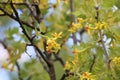 Yellow flowers of jostaberry