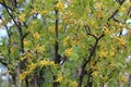 Yellow flowers of jostaberry