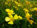 Yellow flowers on the June field