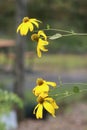 The yellow flowers are just dangling in the wind.