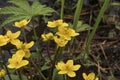 Yellow flowers of kaluzhnitsa bolotnaya