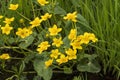 Yellow flowers of kaluzhnitsa bolotnaya