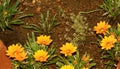 Yellow flowers in the kodaikanal hill chettiar park.