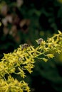 Yellow flowers of Koelreuteria paniculata with bees as pollinators