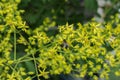 Yellow flowers of Koelreuteria paniculata with bees as pollinators