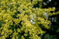 Yellow flowers of Koelreuteria paniculata with bees as pollinators