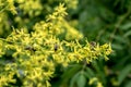 Yellow flowers of Koelreuteria paniculata with bees as pollinators