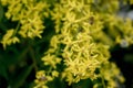 Yellow flowers of Koelreuteria paniculata
