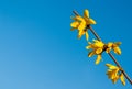 Yellow flowers of Laburnum tree in spring time against blue sky Royalty Free Stock Photo