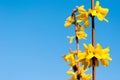 Yellow flowers of Laburnum tree in spring time against blue sky Royalty Free Stock Photo