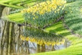 Yellow flowers and a lake Royalty Free Stock Photo