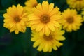 Yellow flowers of lance leaved tickseeds of the sunflower family, coreopsis Coreopsis pubescens in garden Royalty Free Stock Photo