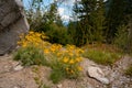 Yellow flowers landscape, Washington, United States
