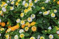 Yellow flowers, Lantana camara. Weeping Lantana. Royalty Free Stock Photo