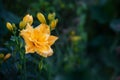 yellow flowers of a large double daylily close-up in the garden. Natural natural background of flowers. Royalty Free Stock Photo