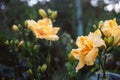 yellow flowers of a large double daylily close-up in the garden. Natural natural background of flowers Royalty Free Stock Photo