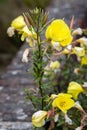 Yellow flowers of large-flowered Evening Primrose and buds on stem Royalty Free Stock Photo