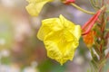 Yellow flowers of Large Flowered Evening Primrose, Oenothera glazioviana Royalty Free Stock Photo