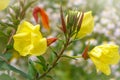 Yellow flowers of Large Flowered Evening Primrose, Oenothera glazioviana Royalty Free Stock Photo