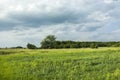 Yellow flowers on a large meadow near the forest and dark rainy clouds Royalty Free Stock Photo