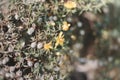 Yellow flowers of Larrea tridentata also known as creosote bush