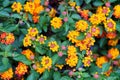 Yellow flowers and leaf Summer background close up