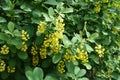 Yellow flowers in the leafage of barberry in spring