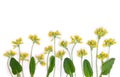 Yellow flowers and leaves Primula veris on a white background. Top view, flat lay. Medicinal herb