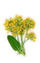 Yellow flowers and leaves Primula veris ( cowslip, petrella, herb peter, Primula officinalis Hill )