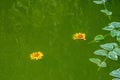 Yellow flowers and leaves on the surface of the water in the pond on the occasion of the rite of baptism