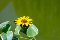 Yellow flowers and leaves on the surface of the water in the pond on the occasion of the rite of baptism