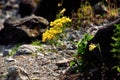 Yellow flowers of Leontodon rigens. Royalty Free Stock Photo