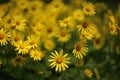 Yellow flowers of Leopard's Bane ,Doronicum orientale, in garden Royalty Free Stock Photo