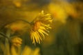 Yellow flowers of Leopard's Bane ,Doronicum orientale, in garden Royalty Free Stock Photo