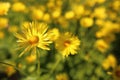 Yellow flowers of Leopard's Bane ,Doronicum orientale, in garden Royalty Free Stock Photo